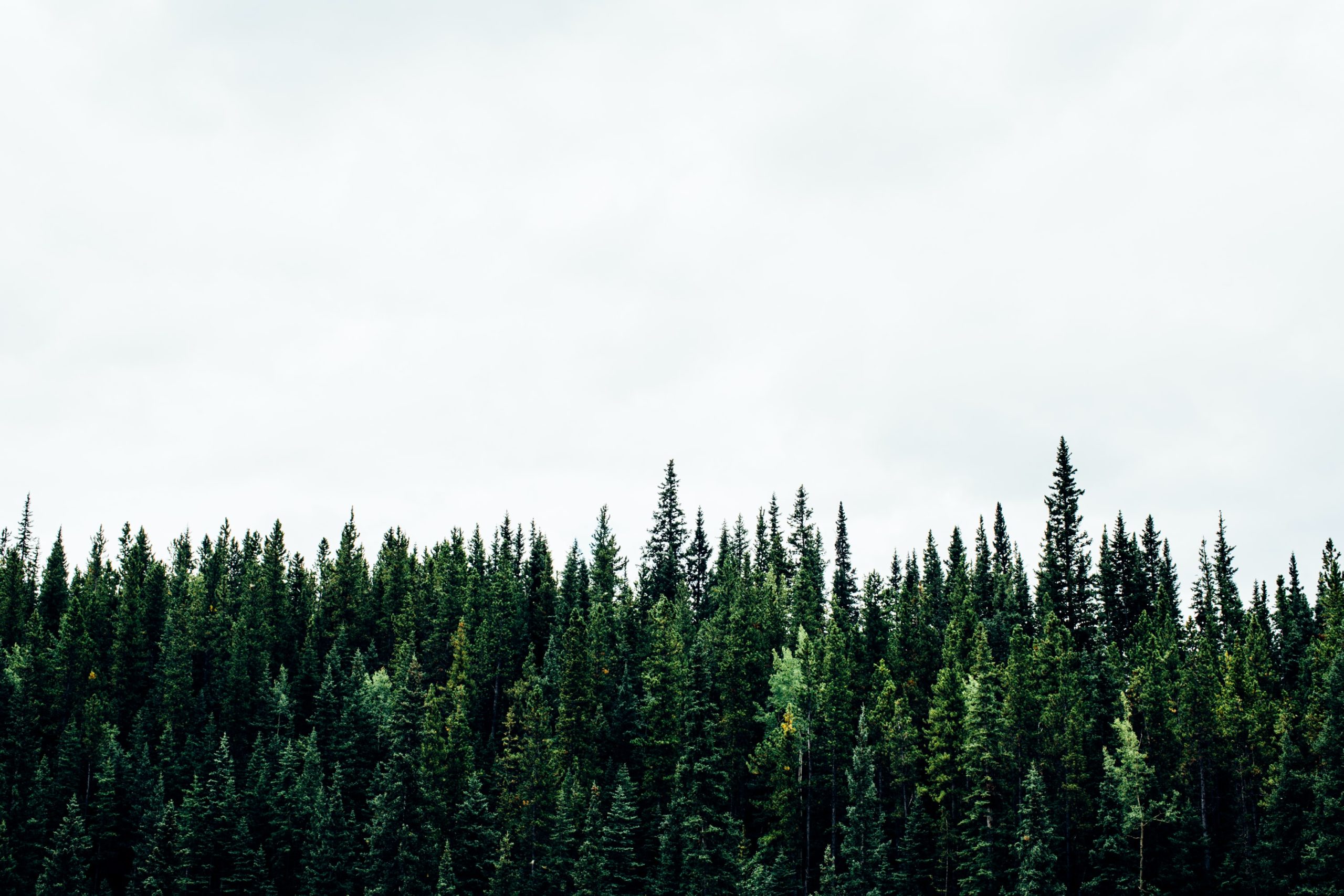  Contenu evergreen : zoom sur les contenus non périssables